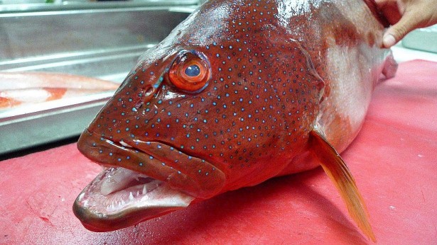 Cá Mú đỏ cực hiếm có giá bằng cả chỉ vàng - Ảnh 2.