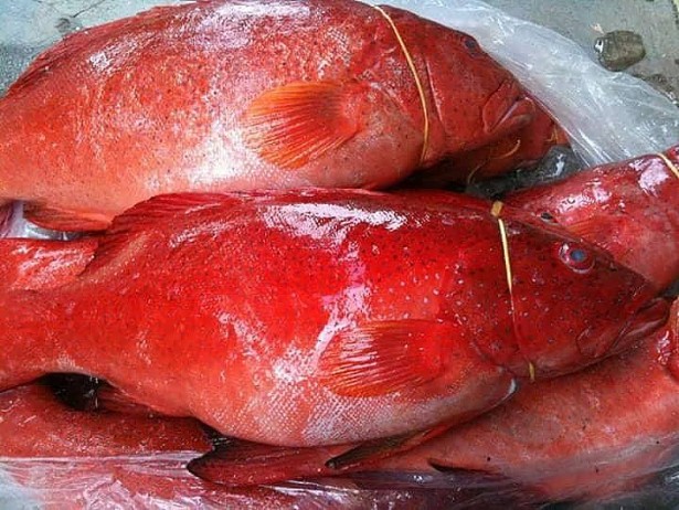 Cá Mú đỏ cực hiếm có giá bằng cả chỉ vàng - Ảnh 1.