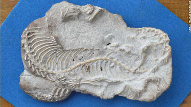 Nghiên cứu hóa thạch mới khẳng định rắn từng có 2 chân - Ảnh 1.