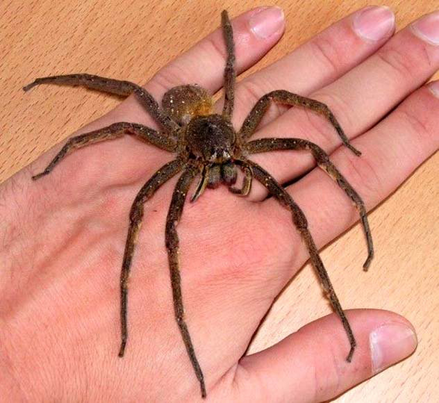 10 loài nhện nguy hiểm nhất thế giới: Nếu bị số 10 cắn, có thể mất mạng chỉ sau 1 tiếng - Ảnh 10.