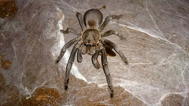 10 loài nhện nguy hiểm nhất thế giới: Nếu bị số 10 cắn, có thể mất mạng chỉ sau 1 tiếng - Ảnh 1.