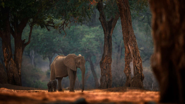 WWF: Chúng ta chỉ còn 20 năm trước khi loài vật trên cạn to lớn bậc nhất thế giới sẽ bị tuyệt diệt - Ảnh 1.