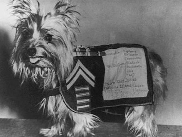 Chú chó tí hon bỗng chốc trở thành siêu chiến binh trong Thế chiến II - Ảnh 6.