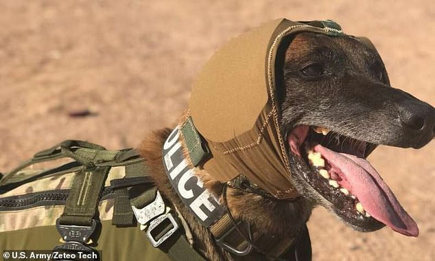 Quân đội Mỹ phát triển mũ bảo vệ tai cho chó nghiệp vụ - Ảnh 1.