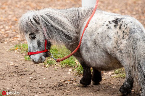 Kỳ quặc loài ngựa lùn nhất thế giới, chưa bằng con chó to - Ảnh 1.