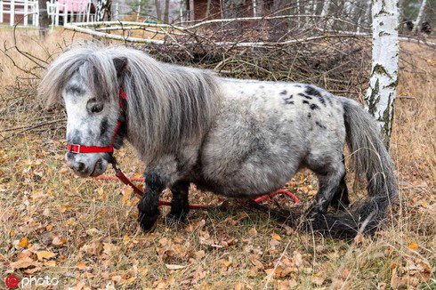 Kỳ quặc loài ngựa lùn nhất thế giới, chưa bằng con chó to - Ảnh 2.