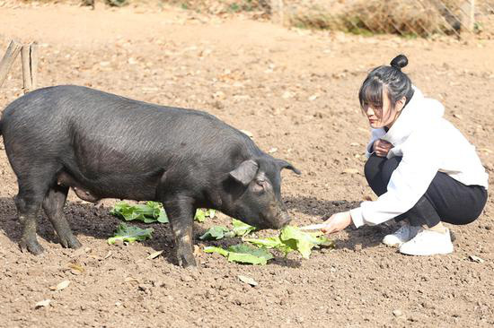 Giữa cơn bão thịt lợn tăng giá, ông bố quyết định trao tặng 300 con lợn cho bất kì ai kết hôn với cô con gái xinh đẹp của mình - Ảnh 3.