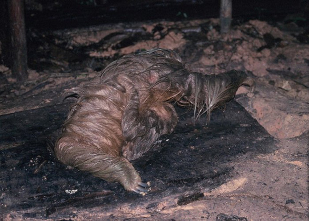 Phát hiện con lười trốn dưới hố xí xây trong rừng Amazon, những gì xảy ra sau đó khiến bất kỳ ai cũng thấy... buồn nôn đến tột độ - Ảnh 2.