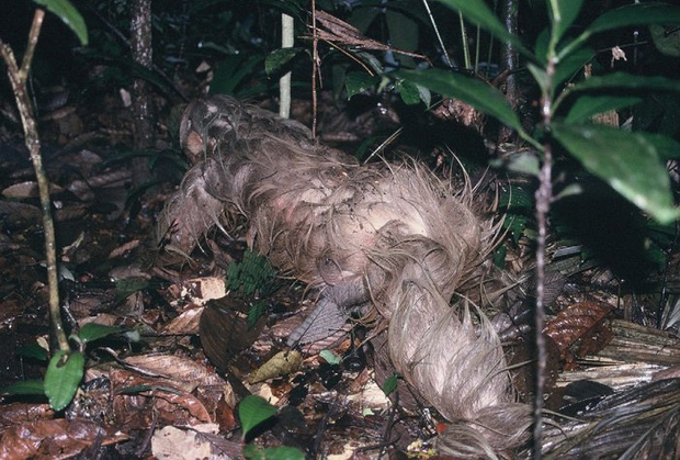Phát hiện con lười trốn dưới hố xí xây trong rừng Amazon, những gì xảy ra sau đó khiến bất kỳ ai cũng thấy... buồn nôn đến tột độ - Ảnh 3.