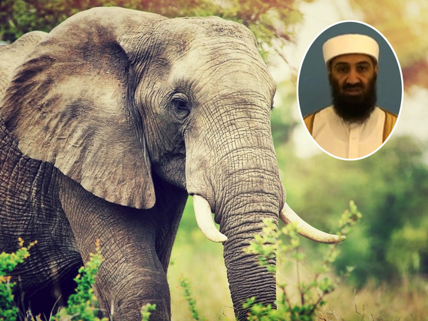 Ấn Độ: Con voi đặt tên theo trùm khủng bố Osama bin Laden tấn công dân làng khiến 5 người tử vong - Ảnh 1.