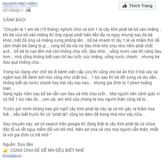 Bé 15 tháng tuổi nguy kịch sau khi cho lá kim tiền vào miệng, chuyên gia cảnh báo gia đình nào trồng cây phải cực chú ý! - Ảnh 1.