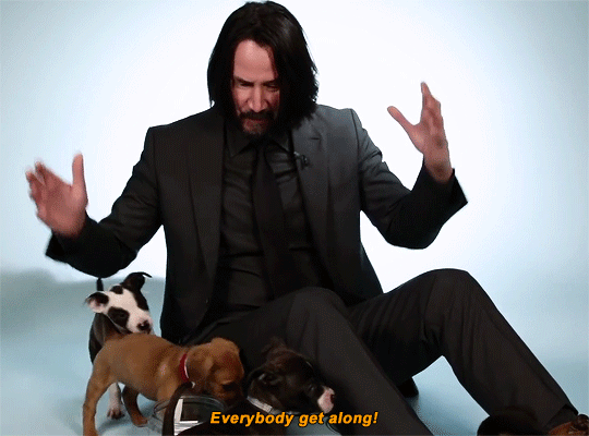 Assassin John Wick: Crazy in love with dogs in the movie, what about the truth in real life?  - Photo 11.