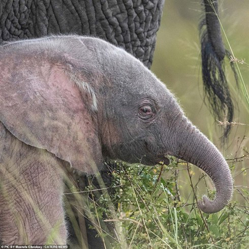 Điều ngạc nhiên về voi màu hồng cực quý hiếm vừa xuất hiện - Ảnh 3.