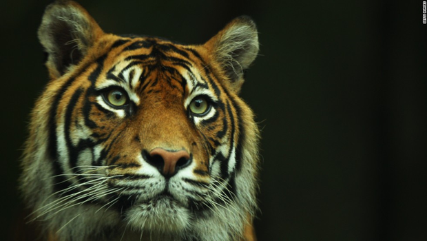 Bắt giữ 5 người Indonesia săn trộm bào thai hổ Sumatra quý hiếm - Ảnh 1.