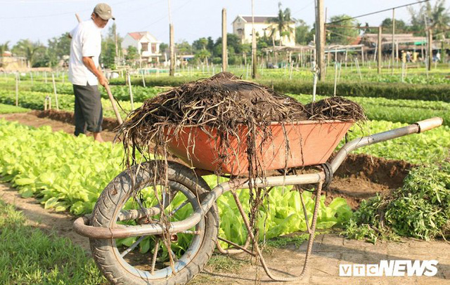 Làng rau sạch 400 năm tuổi tất bật vào vụ Tết - Ảnh 10.