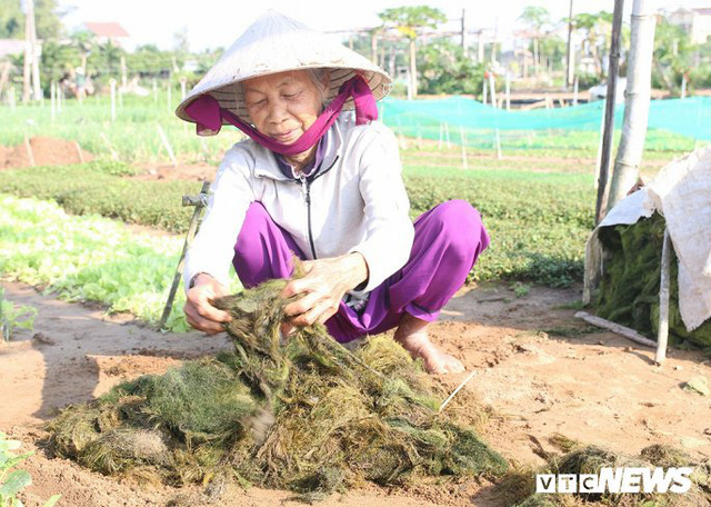 Làng rau sạch 400 năm tuổi tất bật vào vụ Tết - Ảnh 7.