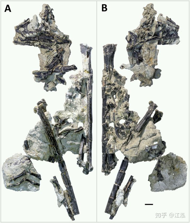 Loài khủng long có lông lâu đời nhất được tìm thấy ở Bắc Mỹ, sống cách đây 150 triệu năm - Ảnh 3.