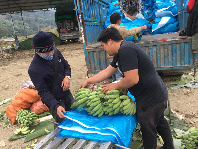 Trồng chuối, thu nhập hàng trăm triệu đồng/năm - Ảnh 11.