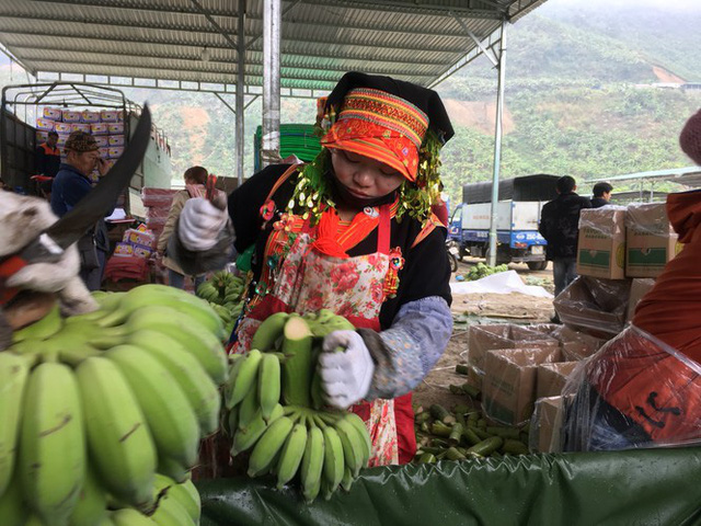 Trồng chuối, thu nhập hàng trăm triệu đồng/năm - Ảnh 6.