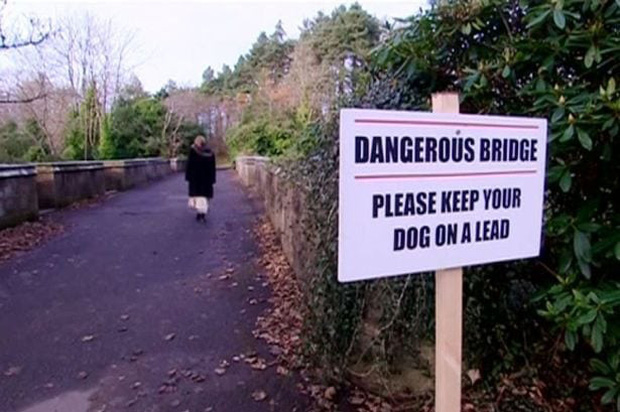 Tôi mang cô chó bị trầm cảm đến cây cầu từng có 600 con chó tự tử, và đây là những gì đã xảy ra - Ảnh 1.
