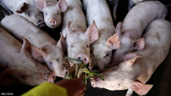 Lợi dụng dịch tả lợn, tội phạm Trung Quốc dùng đủ chiêu trò để trục lợi, từ vứt mầm bệnh vào chuồng lợn đến bán thịt nhiễm bệnh ra thị trường - Ảnh 1.