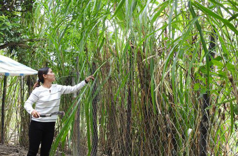 Nữ trưởng thôn cùng 4 hộ dân viết đơn xin rút khỏi hộ nghèo với lí do đặc biệt - Ảnh 1.