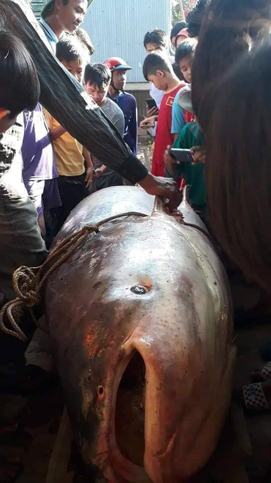 Cá tra khủng nặng 230kg sa lưới ngư dân ở An Giang - Ảnh 2.
