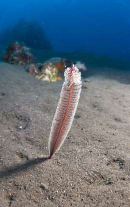 Những sinh vật “độc nhất vô nhị” dưới đáy đại dương - Ảnh 2.