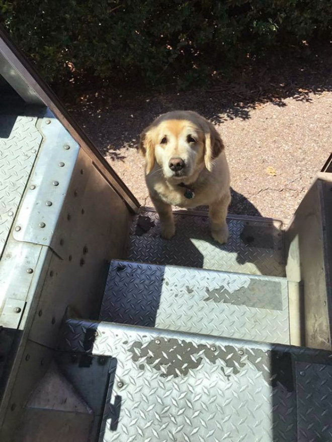 Anh em shipper bên Mỹ lập hẳn group Facebook về những chú chó mà họ gặp hàng ngày khi đang giao hàng - Ảnh 2.