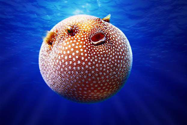 Những sinh vật “độc nhất vô nhị” dưới đáy đại dương - Ảnh 15.
