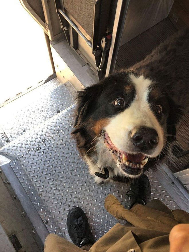 Anh em shipper bên Mỹ lập hẳn group Facebook về những chú chó mà họ gặp hàng ngày khi đang giao hàng - Ảnh 3.