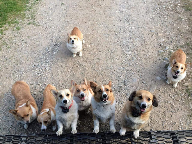Anh em shipper bên Mỹ lập hẳn group Facebook về những chú chó mà họ gặp hàng ngày khi đang giao hàng - Ảnh 7.
