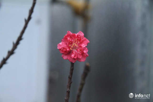 Đào Thất Thốn - Loại đào Tiến Vua, chỉ thích nằm điều hòa, đã chịu... nở hoa - Ảnh 8.