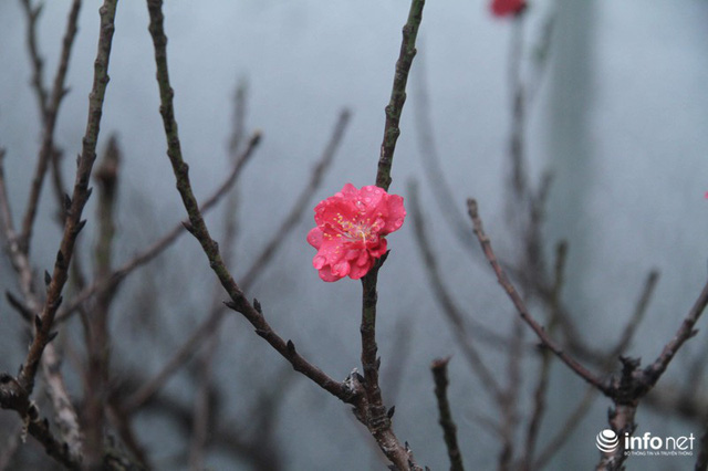 Đào Thất Thốn - Loại đào Tiến Vua, chỉ thích nằm điều hòa, đã chịu... nở hoa - Ảnh 9.