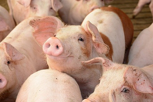 Giá lợn hơi Hà Nội sẽ trở lại mức 50-60.000 đồng/kg? - Ảnh 1.
