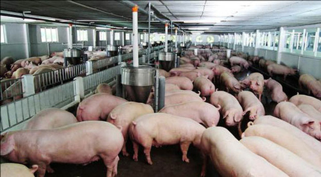Thịt lợn hạ giá rồi, quyết định giảm 1.000 đồng/kg - Ảnh 1.