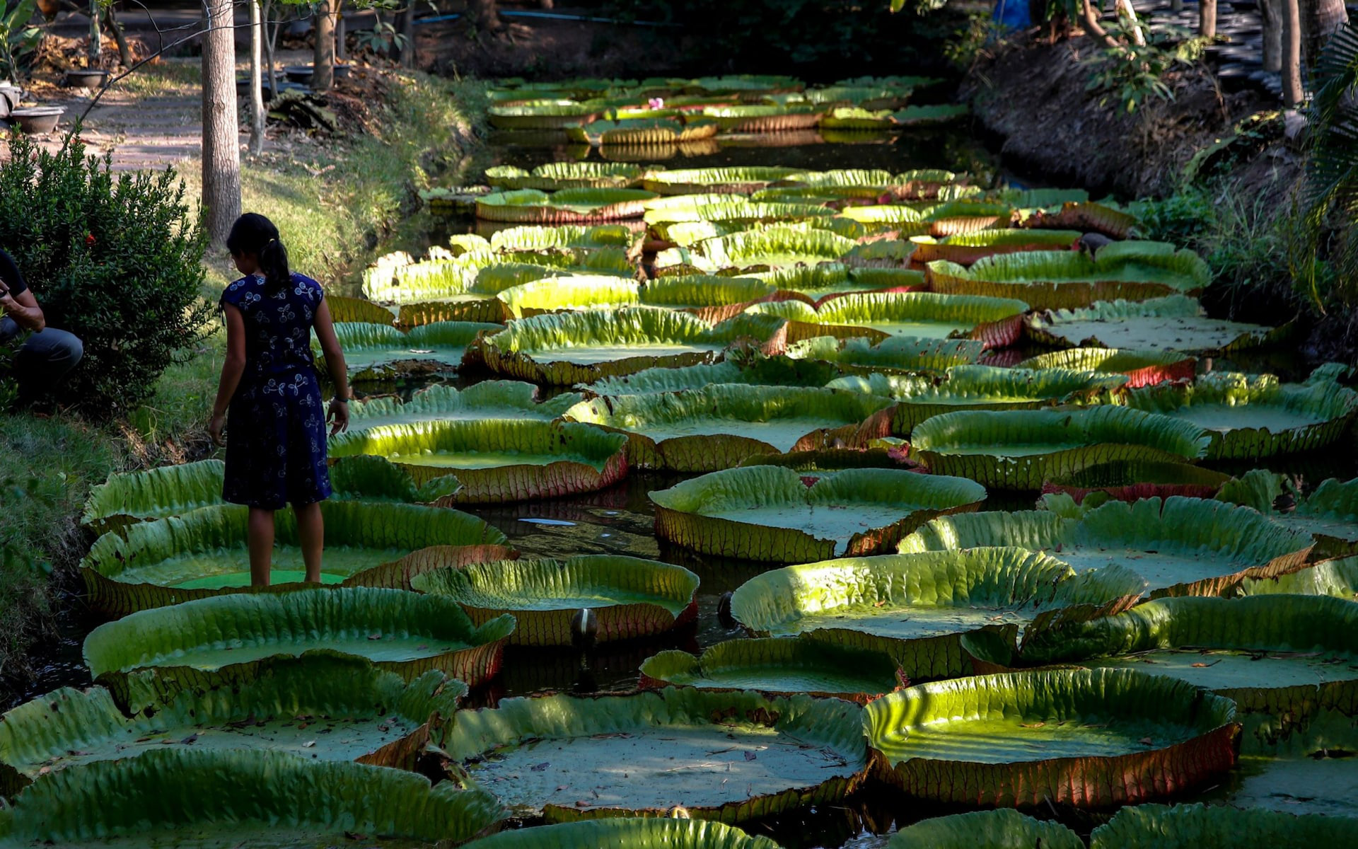 Амазоника отзывы. Victoria Amazonica. Amazonica. Amazonica игра. Amazonica Dubai.