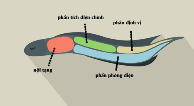 1001 thắc mắc: Thủy quái Amazon ăn gì, sao phóng điện giết được cả cá sấu? - Ảnh 2.