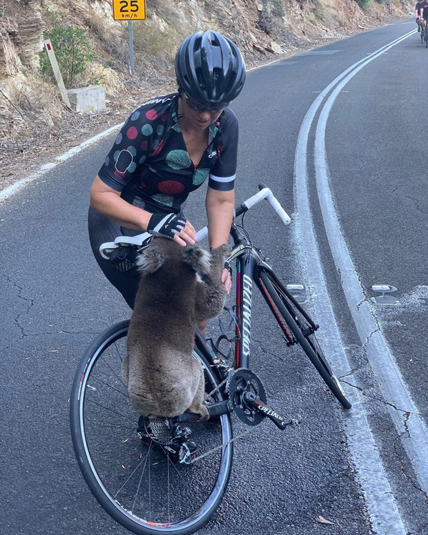 Úc: Kiệt quệ vì nắng nóng, chú gấu túi leo luôn lên xe đạp của người lạ để xin nước uống, một hơi tu sạch cả bình - Ảnh 2.