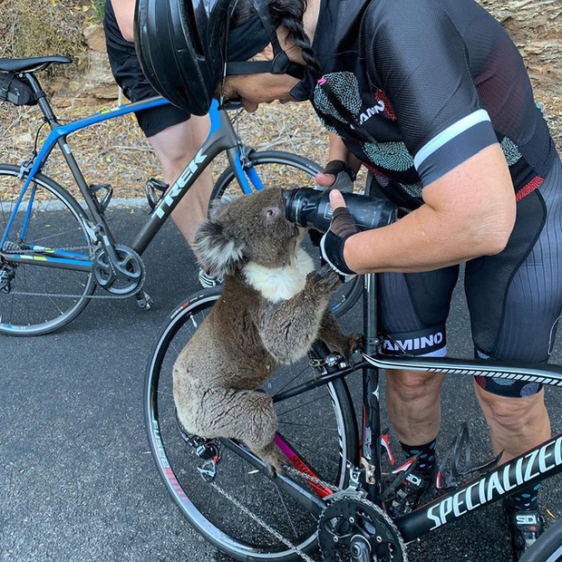 Úc: Kiệt quệ vì nắng nóng, chú gấu túi leo luôn lên xe đạp của người lạ để xin nước uống, một hơi tu sạch cả bình - Ảnh 3.