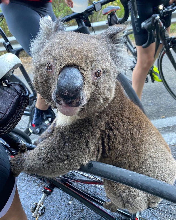 Úc: Kiệt quệ vì nắng nóng, chú gấu túi leo luôn lên xe đạp của người lạ để xin nước uống, một hơi tu sạch cả bình - Ảnh 4.