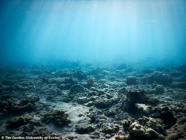 Lắp loa dưới nước để hồi sinh các rặng san hô chết - Ảnh 3.