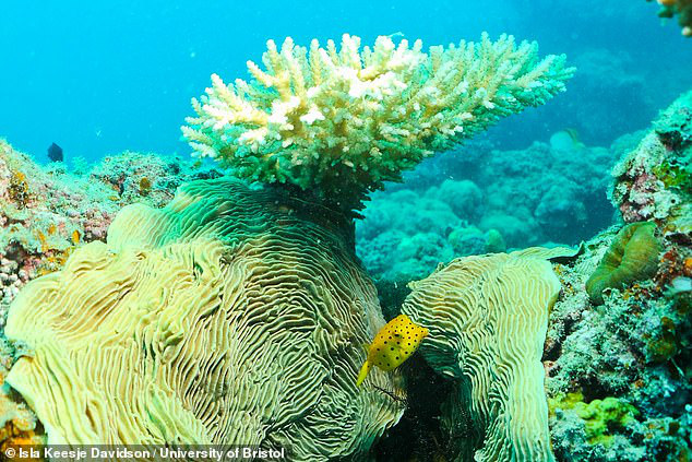 Lắp loa dưới nước để hồi sinh các rặng san hô chết - Ảnh 6.