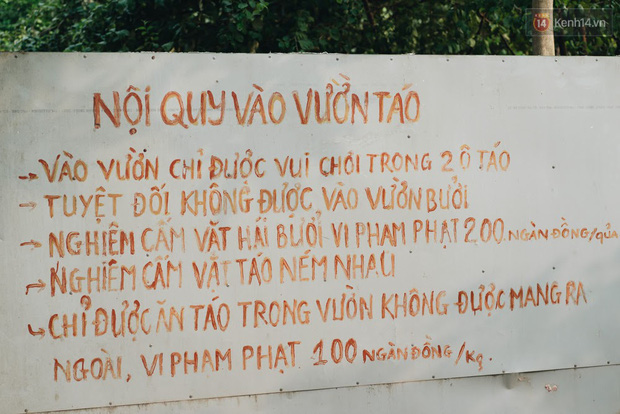 Khám phá vườn táo của trường Đại học rộng nhất Việt Nam, chỉ mất 15k là ăn tẹt ga lại còn được đống ảnh sống ảo - Ảnh 3.