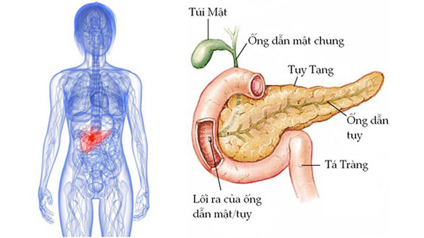 Bộ phận này càng to, báo hiệu lá gan, tuyến tụy đang dần suy kiệt - Ảnh 2.