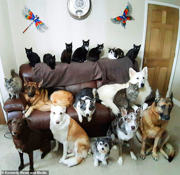 Bà chị sở hữu siêu năng lực: Bắt 17 chú chó, mèo nhà mình ngồi im một chỗ với nhau để chụp ảnh - Ảnh 1.