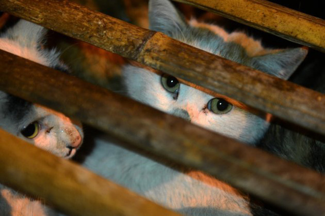 Nở rộ ngành công nghiệp lông mèo tàn bạo tại Trung Quốc khiến hàng trăm nghìn người yêu động vật thế giới xót xa - Ảnh 5.