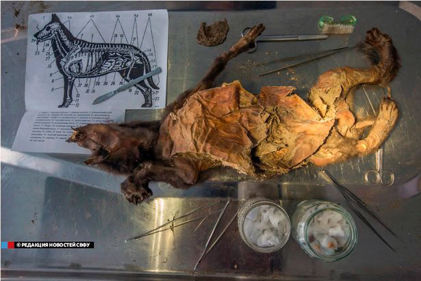 Xác sinh vật 18.000 năm tuổi còn nguyên vẹn khiến các nhà khoa học đau đầu vì không biết là con gì - Ảnh 3.