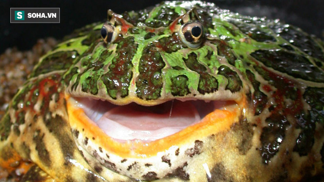 Ếch quỷ: Sinh vật khổng lồ đến từ địa ngục sở hữu lực cắn khủng khiếp cỡ nào? - Ảnh 1. Ếch quỷ: Sinh vật khổng lồ đến từ địa ngục sở hữu lực cắn khủng khiếp cỡ nào? - Ảnh 1.