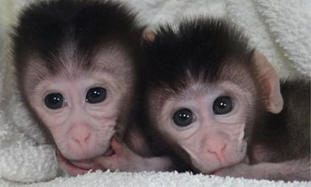 Hai chú lợn lai khỉ đầu tiên trên thế giới chào đời ở Trung Quốc - Ảnh 1.
